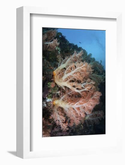 A Soft Coral Colony Grows on a Reef Slope in Indonesia-Stocktrek Images-Framed Photographic Print