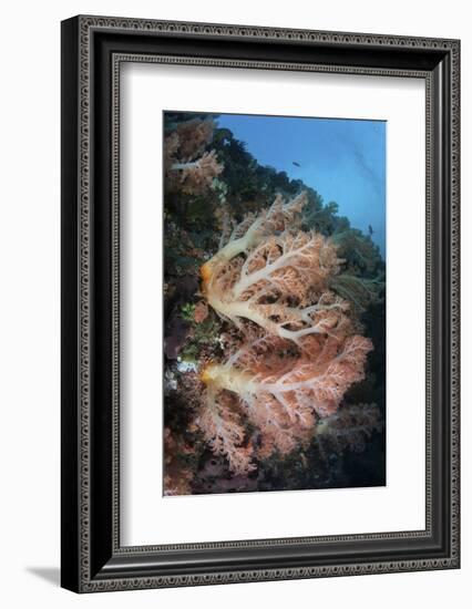 A Soft Coral Colony Grows on a Reef Slope in Indonesia-Stocktrek Images-Framed Photographic Print