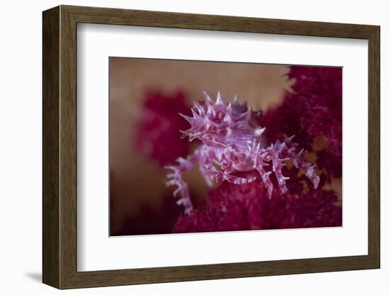 A Soft Coral Crab Blends into its Host Coral Colony-Stocktrek Images-Framed Photographic Print