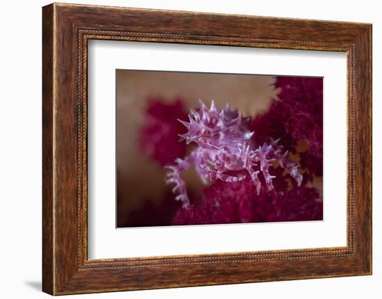 A Soft Coral Crab Blends into its Host Coral Colony-Stocktrek Images-Framed Photographic Print