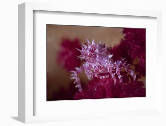 A Soft Coral Crab Blends into its Host Coral Colony-Stocktrek Images-Framed Photographic Print