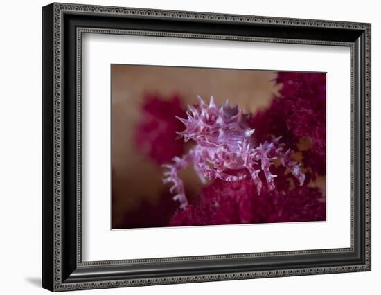 A Soft Coral Crab Blends into its Host Coral Colony-Stocktrek Images-Framed Photographic Print