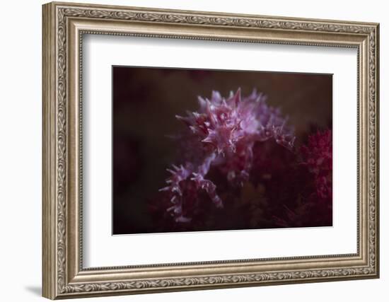 A Soft Coral Crab Blends into its Host Coral Colony-Stocktrek Images-Framed Photographic Print