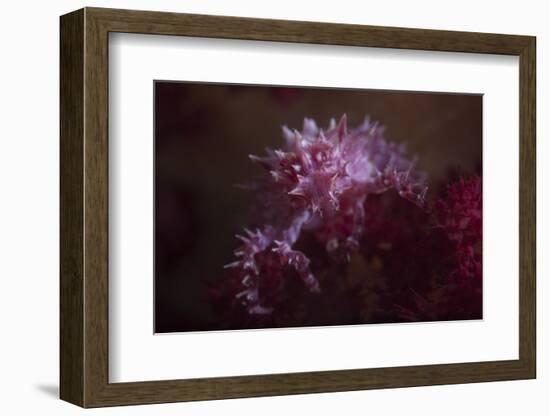 A Soft Coral Crab Blends into its Host Coral Colony-Stocktrek Images-Framed Photographic Print