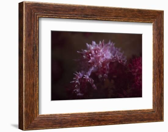 A Soft Coral Crab Blends into its Host Coral Colony-Stocktrek Images-Framed Photographic Print