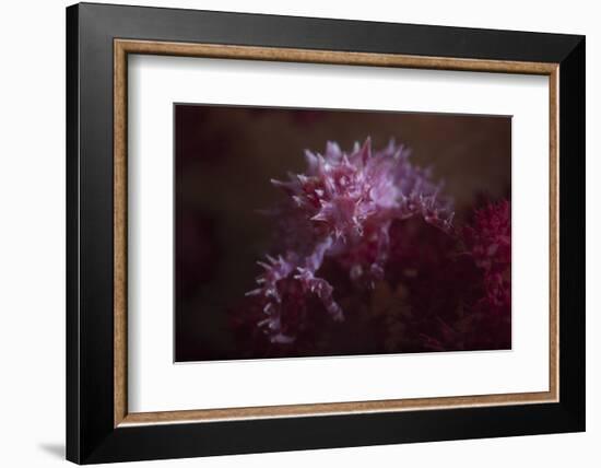 A Soft Coral Crab Blends into its Host Coral Colony-Stocktrek Images-Framed Photographic Print