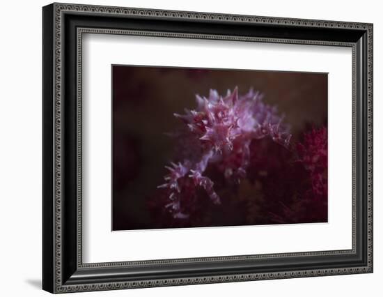 A Soft Coral Crab Blends into its Host Coral Colony-Stocktrek Images-Framed Photographic Print