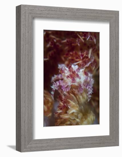 A Soft Coral Crab Clings to its Host Soft Coral on a Reef-Stocktrek Images-Framed Photographic Print