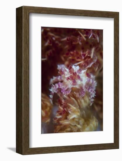 A Soft Coral Crab Clings to its Host Soft Coral on a Reef-Stocktrek Images-Framed Photographic Print