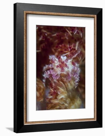 A Soft Coral Crab Clings to its Host Soft Coral on a Reef-Stocktrek Images-Framed Photographic Print