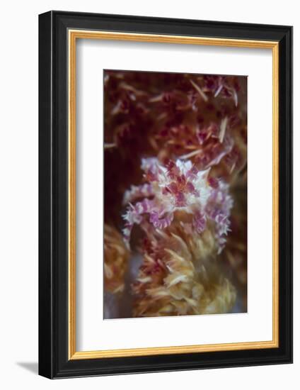 A Soft Coral Crab Clings to its Host Soft Coral on a Reef-Stocktrek Images-Framed Photographic Print