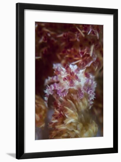 A Soft Coral Crab Clings to its Host Soft Coral on a Reef-Stocktrek Images-Framed Photographic Print