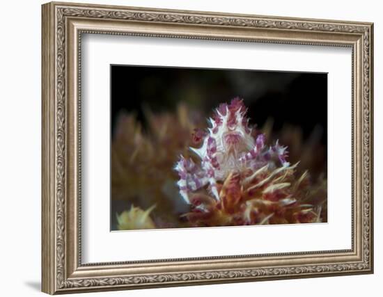 A Soft Coral Crab Clings to its Host Soft Coral on a Reef-Stocktrek Images-Framed Photographic Print