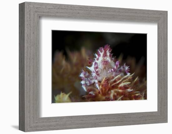 A Soft Coral Crab Clings to its Host Soft Coral on a Reef-Stocktrek Images-Framed Photographic Print