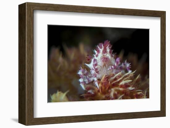 A Soft Coral Crab Clings to its Host Soft Coral on a Reef-Stocktrek Images-Framed Photographic Print