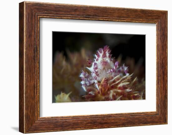 A Soft Coral Crab Clings to its Host Soft Coral on a Reef-Stocktrek Images-Framed Photographic Print