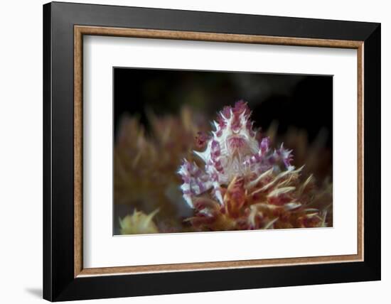 A Soft Coral Crab Clings to its Host Soft Coral on a Reef-Stocktrek Images-Framed Photographic Print