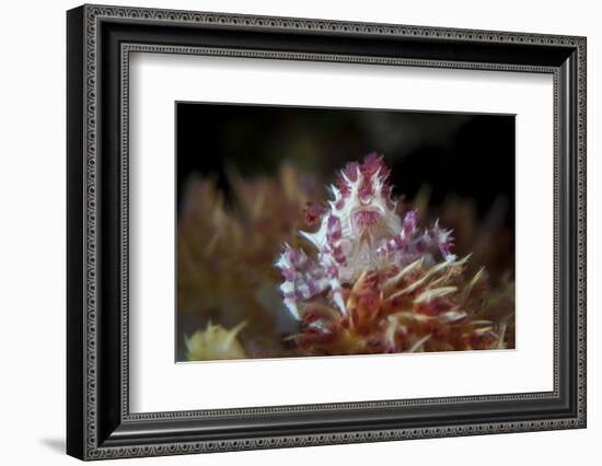 A Soft Coral Crab Clings to its Host Soft Coral on a Reef-Stocktrek Images-Framed Photographic Print