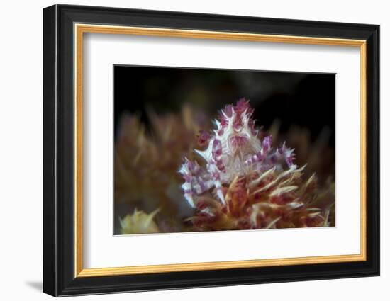 A Soft Coral Crab Clings to its Host Soft Coral on a Reef-Stocktrek Images-Framed Photographic Print