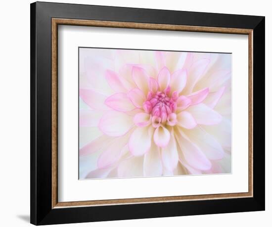 A soft touch of summer-Heidi Westum-Framed Photographic Print