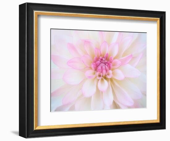 A soft touch of summer-Heidi Westum-Framed Photographic Print