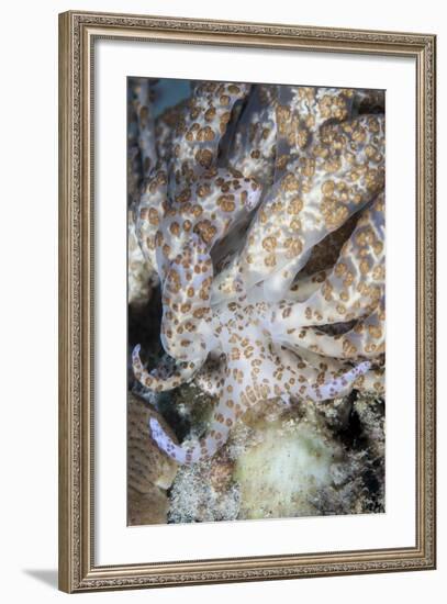 A Solar-Powered Nudibranch Crawls across the Seafloor-Stocktrek Images-Framed Photographic Print