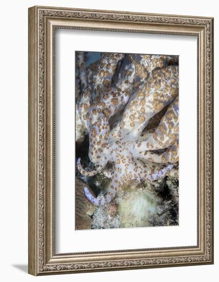 A Solar-Powered Nudibranch Crawls across the Seafloor-Stocktrek Images-Framed Photographic Print