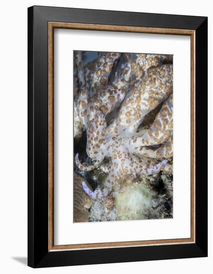 A Solar-Powered Nudibranch Crawls across the Seafloor-Stocktrek Images-Framed Photographic Print