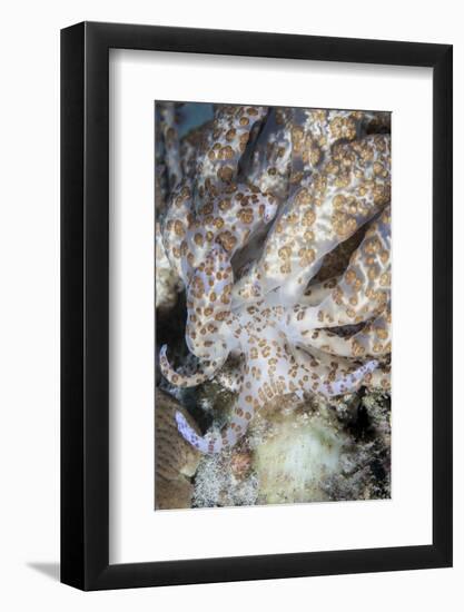 A Solar-Powered Nudibranch Crawls across the Seafloor-Stocktrek Images-Framed Photographic Print