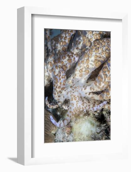 A Solar-Powered Nudibranch Crawls across the Seafloor-Stocktrek Images-Framed Photographic Print