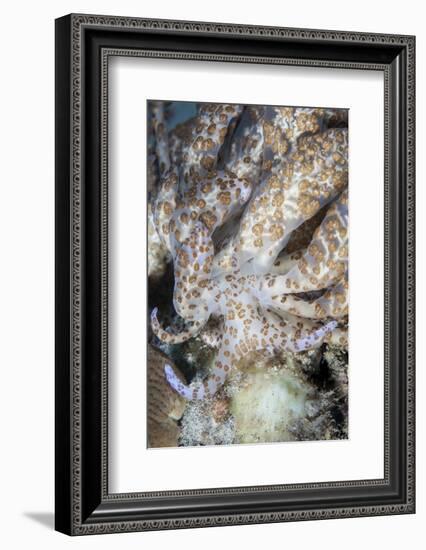 A Solar-Powered Nudibranch Crawls across the Seafloor-Stocktrek Images-Framed Photographic Print