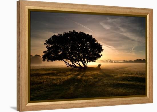 A Solitary Fallen Live Tree Under a Dramatic Sky on a Misty Morning-Alex Saberi-Framed Premier Image Canvas