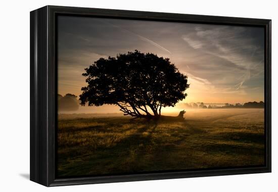 A Solitary Fallen Live Tree Under a Dramatic Sky on a Misty Morning-Alex Saberi-Framed Premier Image Canvas