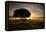 A Solitary Fallen Live Tree Under a Dramatic Sky on a Misty Morning-Alex Saberi-Framed Premier Image Canvas