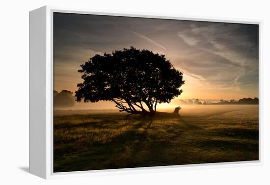 A Solitary Fallen Live Tree Under a Dramatic Sky on a Misty Morning-Alex Saberi-Framed Premier Image Canvas