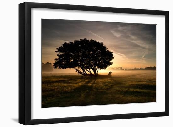 A Solitary Fallen Live Tree Under a Dramatic Sky on a Misty Morning-Alex Saberi-Framed Photographic Print