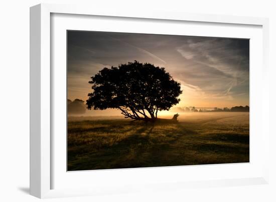 A Solitary Fallen Live Tree Under a Dramatic Sky on a Misty Morning-Alex Saberi-Framed Photographic Print