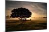 A Solitary Fallen Live Tree Under a Dramatic Sky on a Misty Morning-Alex Saberi-Mounted Photographic Print