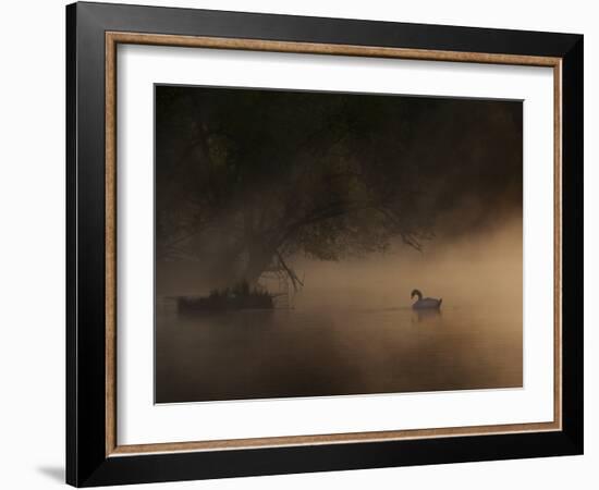 A Solitary Mute Swan, Cygnus Olor, Swimming in a Pond-Alex Saberi-Framed Photographic Print