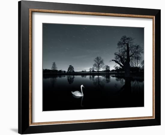 A Solitary Mute Swan, Cygnus Olor, Swimming in a Pond-Alex Saberi-Framed Photographic Print