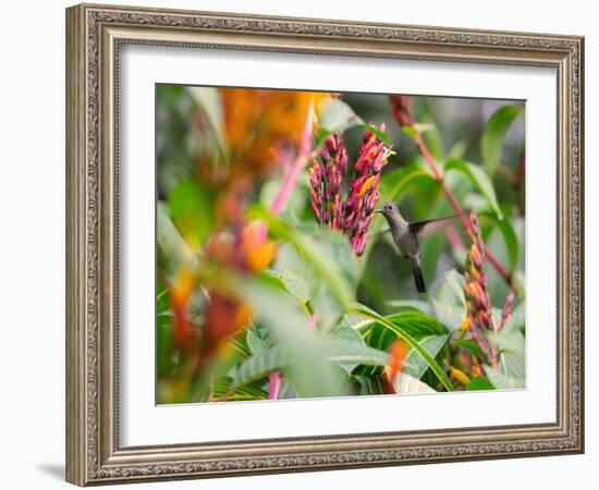 A Sombre Hummingbird, Aphantochroa Cirrochloris, Mid Flight Feeding from a Flower-Alex Saberi-Framed Photographic Print