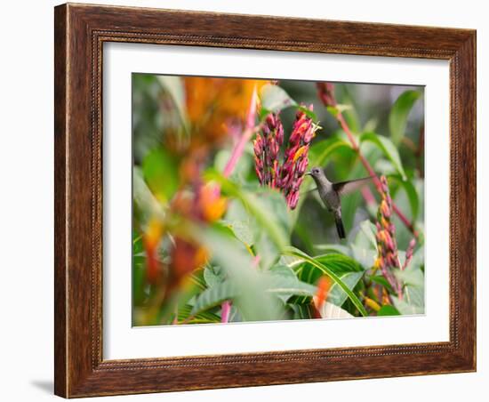 A Sombre Hummingbird, Aphantochroa Cirrochloris, Mid Flight Feeding from a Flower-Alex Saberi-Framed Photographic Print