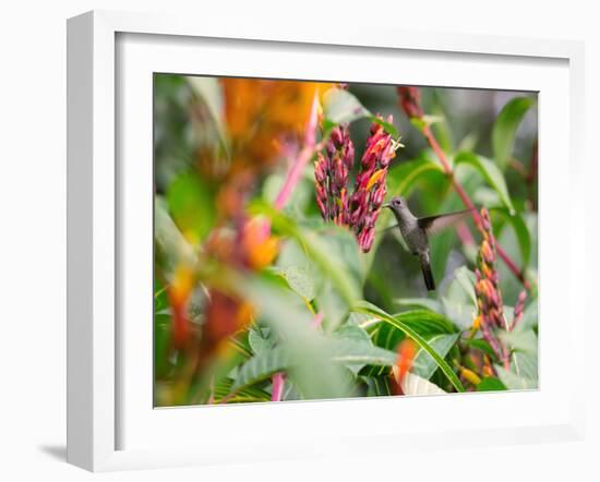 A Sombre Hummingbird, Aphantochroa Cirrochloris, Mid Flight Feeding from a Flower-Alex Saberi-Framed Photographic Print