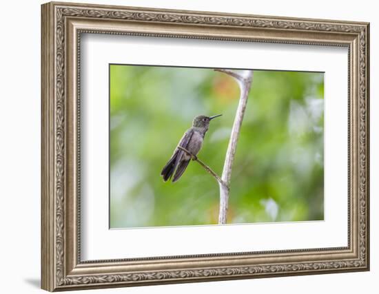 A Sombre Hummingbird Rests on a Branch in Ubatuba, Brazil-Alex Saberi-Framed Photographic Print