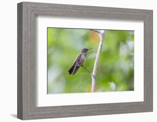 A Sombre Hummingbird Rests on a Branch in Ubatuba, Brazil-Alex Saberi-Framed Photographic Print