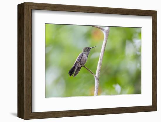 A Sombre Hummingbird Rests on a Branch in Ubatuba, Brazil-Alex Saberi-Framed Photographic Print