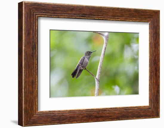 A Sombre Hummingbird Rests on a Branch in Ubatuba, Brazil-Alex Saberi-Framed Photographic Print