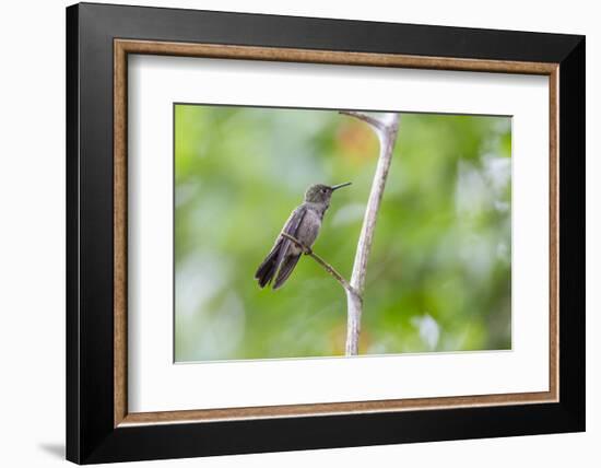 A Sombre Hummingbird Rests on a Branch in Ubatuba, Brazil-Alex Saberi-Framed Photographic Print
