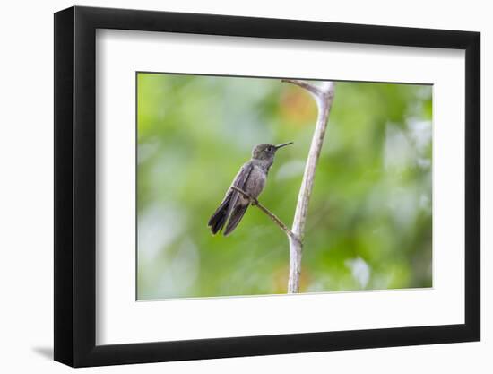 A Sombre Hummingbird Rests on a Branch in Ubatuba, Brazil-Alex Saberi-Framed Photographic Print