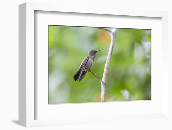 A Sombre Hummingbird Rests on a Branch in Ubatuba, Brazil-Alex Saberi-Framed Photographic Print